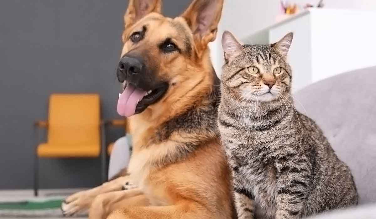 免费ddos在线攻击测试网站