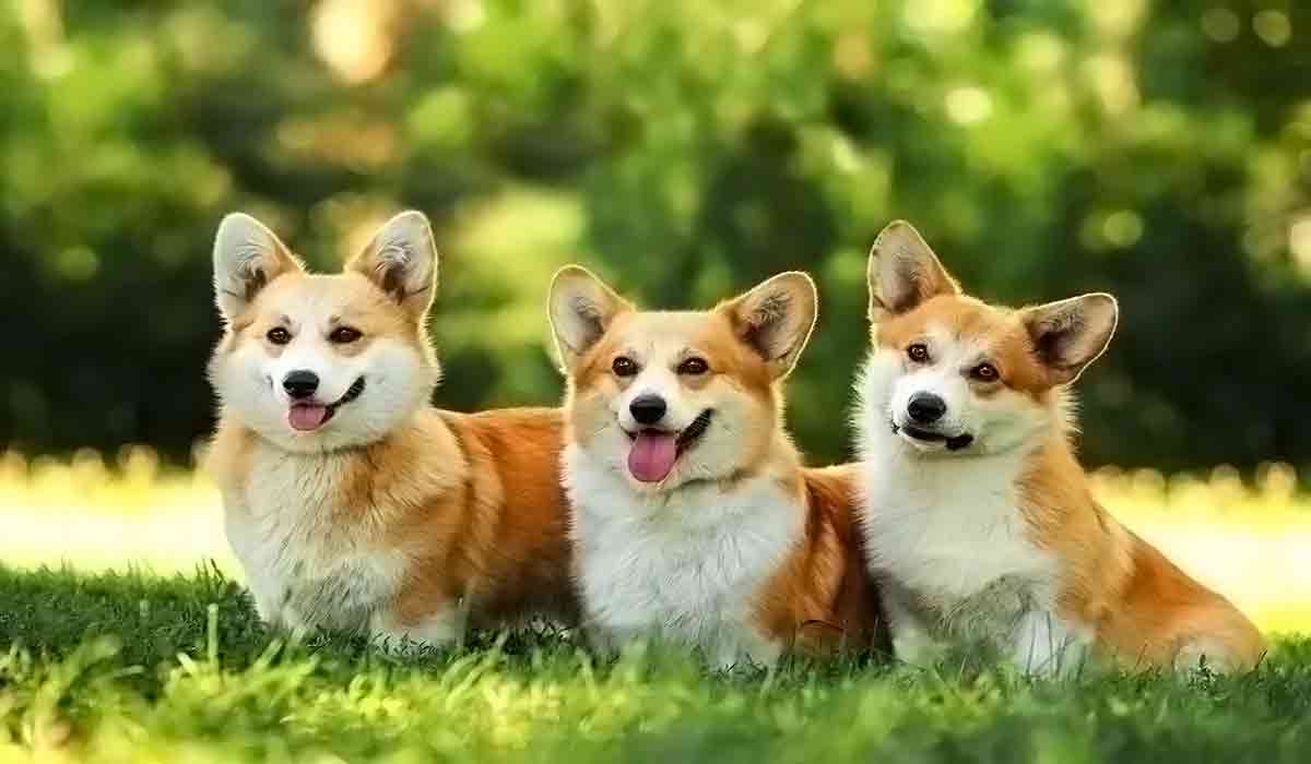 【高级功能版】全面解锁的自动攻击网站工具下载