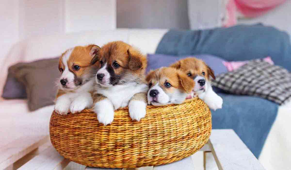 快速渲染界面的DDOS测试