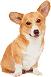 免费ddos攻击网页端