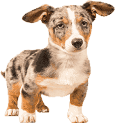 网页DDOS攻击平台