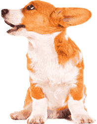 企业可以用的网站ddos隐藏源ip